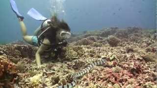 Pamela Garfias  Underwater footage for chilean documentary quotVoy y Vuelvoquot [upl. by Yrelbmik]