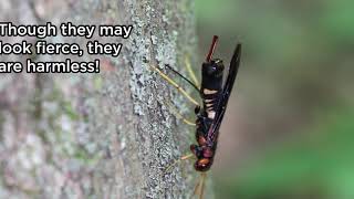 Pigeon Tremex Horntail – Natures Amazing Drill [upl. by Ecarret]