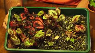 begonia cuttings [upl. by Eveiveneg]