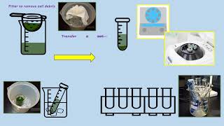 AQA A LEVEL BIOLOGY  REQUIRED PRACTICAL 8 PHOTOSYNTHESIS DEHYDROGENASE ACTIVITY [upl. by Eiznek239]