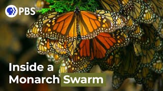 Watch a Breathtaking Monarch Butterfly Swarm [upl. by Ennaihs]