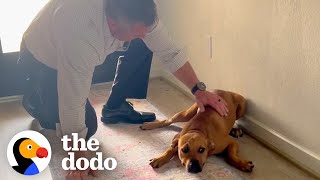 Guy Comes Home From Work With A Stray Dog  The Dodo [upl. by Vins759]