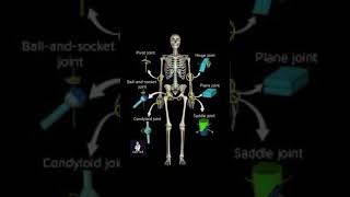 Condyloid and saddle joints [upl. by Krock892]