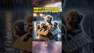 La gata interesada 🐈 shortsviral mismascotas babycat mascotas kitten gatos gatitos catbaby [upl. by Imar906]