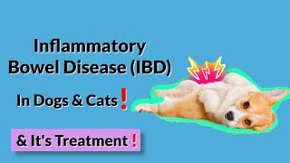 How Do I Know if My Pet Has Inflammatory Bowel Disease IBD [upl. by Lamdin]