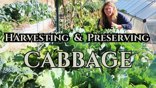 My Thoughts on Growing Cabbage  Cabbage Harvest amp Preserve  First Time Success  How To [upl. by Alpheus]