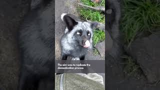 The Siberian Fox Domestication Experiment  The Silver Fox Experiment [upl. by Amie349]