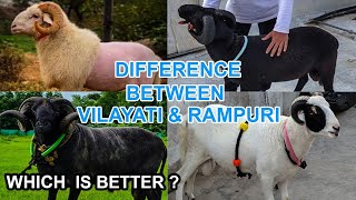 VILAYATI OR RAMPURI  KONSI BREED BEST HAI  KAISE PEHCHANE [upl. by Intruoc]