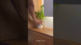 Zz plant water propagation home houseplant indoorplants garden home [upl. by Ennaimaj]