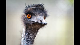 Emus Australian Giants of the Flightless Birds  Discovering the Planet in FULL HD [upl. by Yllac]