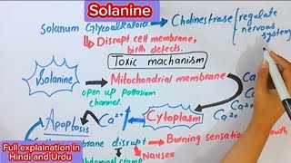 SolanineAlkaloidsBiochemistryBSc and MSc topics biochemistry [upl. by Acissj]