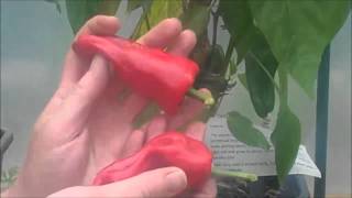 Grow Your Own Chillies  Padron Chilli Harvest [upl. by Selinda320]