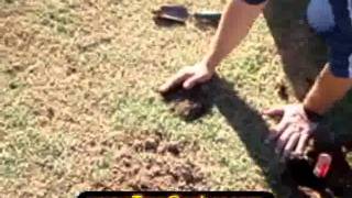 How to Trap a Gopher using a Gopher Trap [upl. by Wanyen]