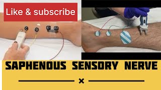 SAPHENOUS SENSORY NERVE  NCS of Saphenous nerve emg neurology NCS neurotech Theneurotech [upl. by Airamas]