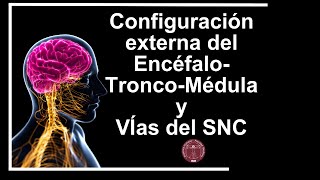 Anatomía UAI Clase 14 Configuración externa del Encéfalo Tronco Médula y VÍas del SNC 1 [upl. by Powe]