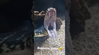 Boelens Python Yawning 🥱 snake bite teeth reptiles animals [upl. by Ttoille]