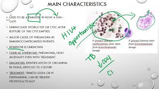 Pneumocystis jirovecii [upl. by Sevein]