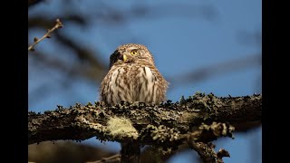 The Pygmy Owl lortopalt 185 Sparvuggla [upl. by Gardener]