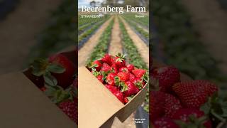 Strawberry Picking 🍓  Beerenberg Farm Adelaide Hills strawbstrawbe farm adelaide [upl. by Hinkle]