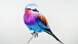 How to draw a bird  Prismacolor colored pencils [upl. by Naitsirc]