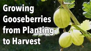 Growing Gooseberries from Planting to Harvest [upl. by Sevy]