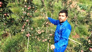 M9 Rootstock  High Density Apple Plantation [upl. by Nhguaval949]