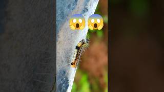 Caterpillar 🐛 shorts caterpillar acapella seashanty [upl. by Kared]