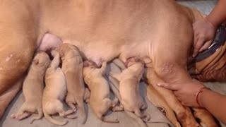 French Mastiff Puppy Giving Birth  1Day Old Dogue De Bordeaux Puppy For Booking Kolkata 7278656078 [upl. by Melanie530]