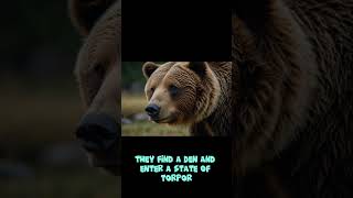 Do grizzly bears hibernate [upl. by Yttel]