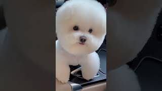 The round headed one is super good looking AdorableLittleBichon TooCuteToHandle AdorablePet [upl. by Audwin545]