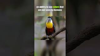 Interesting Facts about Toucan Birds  Animal Facts  Wildlife shorts animal animals [upl. by Kho]