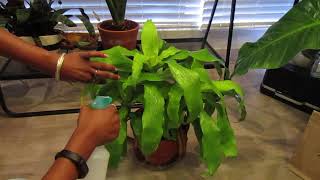 Planty Check In  Flowering Philodendrons  Mealy Bug Issues Continue [upl. by Whelan]