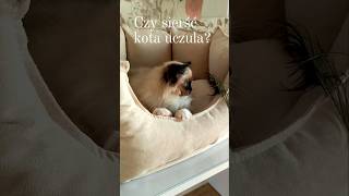 Uczulenie na sierść kota kot uczulenia koty ragdoll kiciuś [upl. by Ellenohs863]