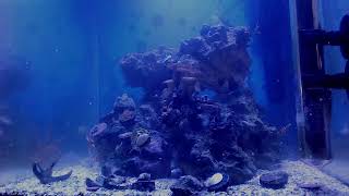 The Nano Reef LIVE [upl. by Kadner]