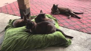 Burmese Cat  Reintroduction of The Royal Cats Back to Burma [upl. by Antonin]