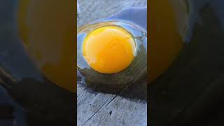 😁100Organic Fertile chicken egg Beautiful organic chicken egg organic egg chicken [upl. by Ratha]