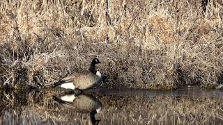 Canada Goose Sounds  1 hours a Goose Sounds effects and goose calls  Goose Honking Sound Effect [upl. by Goren531]