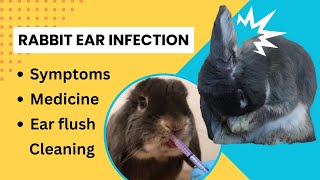 Rabbit Ear Infection Symptoms treatment and how to clean your rabbits ears [upl. by Box]