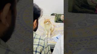 Billu is very clever😱🤣catcomedy cat billucat sajidcat comedy billicomedy funny catlover [upl. by Nolyak]