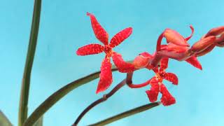 Renanthera bella orchid [upl. by Cleveland]