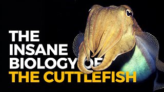 The Insane Biology of The Cuttlefish [upl. by Urson14]