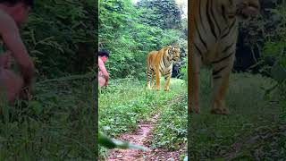 Amazing legends tiger lionhunters tiger wildlife nature animals forest animal preytrestv [upl. by Nitsu]