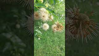 Bees amp Butterflies on Buttonbush backyardbees garden pollinate [upl. by Auhesoj]