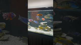 Beautiful 150 Gallon African Cichlid Tank [upl. by Anelaf]