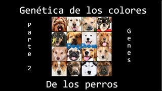 Colores de los perros parte 2 Genes [upl. by Rior44]