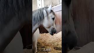 Chevaux 🐴😊 Chantilly  Grandes écuries princières shortvideos [upl. by Aissirac]