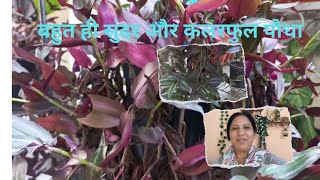 How To Grow And Care Zebrina Tradescantia Plant  All About [upl. by Lebisor]