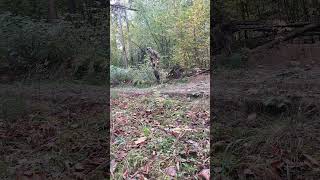 Camotest Pencott Greenzone w lesie mieszanym w okresie jesieni camo airsoft military survival [upl. by Tice]