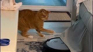 Cat Avenges Roomba Robot Vacuum [upl. by Ojybbob]