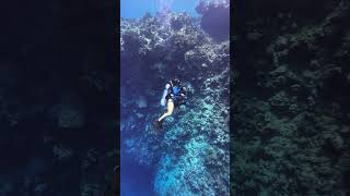 scuba diving in Hurghada Egypt as an underwater videographer uwvideo liveaboardlife scubadiver [upl. by Lowenstein]